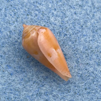 Conus corallinus 15.6mm F+++ Balut Is. Philippines, Netted 100-125fms 1983
