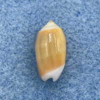 #5 Oliva carneola 13.8mm F++ Solomon Islands