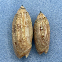 #5 Oliva sayana 34-41mm F/++ Live On Sand, East Beach, Galveston, Texas