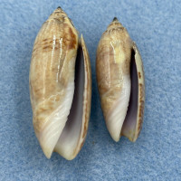 #5 Oliva sayana 34-41mm F/++ Live On Sand, East Beach, Galveston, Texas