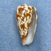 #2 Conus spectrum 40.8mm F++ Zamboanga, Philippines, In Sand 10m