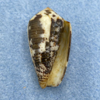 #2 Conus vinctus 34.4mm F+ Dived 1-2m Bantayan, Philippines