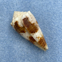 #4 Conus varius 34.9mm F++ Marau Sound, Solomon Islands 10' In Sand