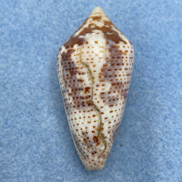 #2 Conus (Ximeniconus) ximenes 43.5mm F Growth Mark, West Mexico