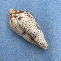 #2 Conus (Ximeniconus) ximenes 43.5mm F Growth Mark, West Mexico