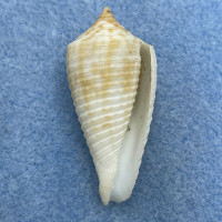 Conus asiaticus 37.9mm F+ Dredged 20 Fathoms, Tai-Chung, Taiwan