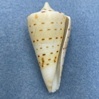 #3 Conus monile 47.2mm Filed Lip, Phuket, Thailand 40' Under Coral Slab