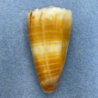 Conus vitulinus 42.4mm F+ New Caledonia