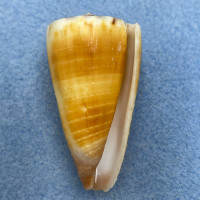 Conus vitulinus 42.4mm F+ New Caledonia