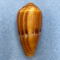 Conus coccineus 47.8mm F+ Trawled 20-30m, Samar, Philippines