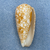 #2 Conus omaria viperinus 37.4mm F+ Golden Form, Olango, Philippines, Dived