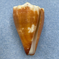 #3 Conus brunneus 35.6mm F++ Pedro Gonzales Is., W. Panama, Low Tide Under Rock