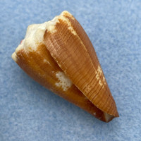 #3 Conus brunneus 35.6mm F++ Pedro Gonzales Is., W. Panama, Low Tide Under Rock