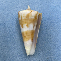 Conus urashimanus 39.2mm F++ Punta Engano, Cebu, Philippines