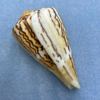 #3 Conus vexillum sumatrensis 77mm F+ Dissei, Red Sea, By Dive In Seaweed 2-5m