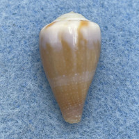 Conus rattus 22.4mm F+ Gulf Of Eilat, Red Sea 2-3m On Reef 1980