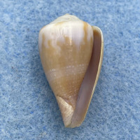 Conus rattus 22.4mm F+ Gulf Of Eilat, Red Sea 2-3m On Reef 1980