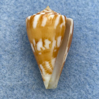 Conus capitanellus 24.7mm F++ Panlao, Bohol, Philippines, Netted 120m