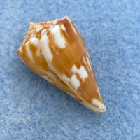 Conus capitanellus 24.7mm F++ Panlao, Bohol, Philippines, Netted 120m