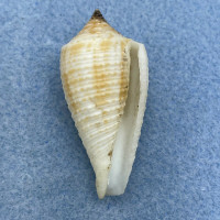 Conus pseudosulcatus 39.7mm F+ Kii, Wakayama Pref., Japan Trawled 20-40fms