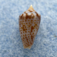 #4 Conus puncticulatus f. pygmaeus 11.3mm F++ Gosier, Guadeloupe, Dived 15m