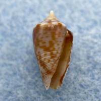#4 Conus puncticulatus f. pygmaeus 11.3mm F++ Gosier, Guadeloupe, Dived 15m