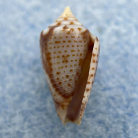 #3 Conus puncticulatus f. pygmaeus 14mm F++ Gosier, Guadeloupe, Dived 15m