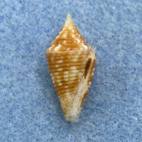 Conus acutangulus 19.4mm F++/Gem W/O Madras, India, Dredged 1980