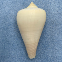 Conus patricius 44.1mm F++ Panama, 1973