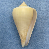 Conus patricius 44.1mm F++ Panama, 1973