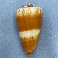 Conus planorbis 49.4mm F+ Siasi Sulu, Philippines 1974