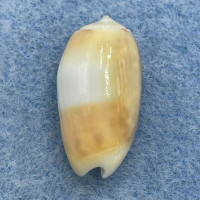 #6 Oliva carneola 20.9mm Gem No Data