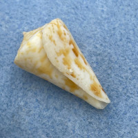 Conus wallangra 29.8mm F+ Cape Moreton, Queensland, Australia Trawled 90fms