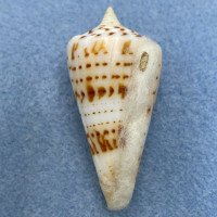 #4 Conus monile 48.4mm W/O F++ Cuddalore, India, By Dive 1979