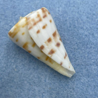 Conus advertex 35.6mm F++ Cape Moreton, Queensland, Australia, Trawled 85-90fms