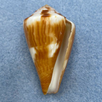 Conus ferrugineus f. chenui 44mm F+ Australia