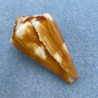 Conus ferrugineus f. chenui 44mm F+ Australia