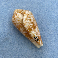 Conus natalis 31.9mm F East London, South Africa