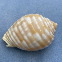 #7 Malea pomum 62.9mm F+ Sagmi Bay, Japan