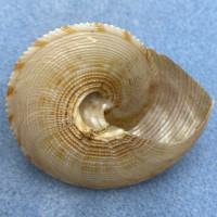 #3 Calliostoma formosense 51.5mm F+ Taiwan