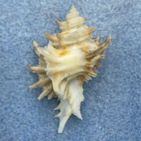 #1 Murexiella hidalgoi 35.9mm F+ W/O Dry Tortugas, Florida, Dredged 90-110fms