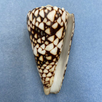 #3 Conus bandanus 80.4mm F+ Hawaii