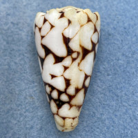 #16 Conus marmoreus 41.1mm Juvenile, Kwajalein, Marshall Is. Dived, In Rubble