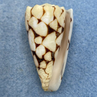 #16 Conus marmoreus 41.1mm Juvenile, Kwajalein, Marshall Is. Dived, In Rubble