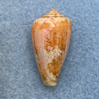 #3 Conus tinianus 27.9mm Dead Taken, Oslo Beach, Natal, South Africa