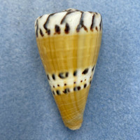 #9 Conus mustelinus 49.9mm F+ (Lip Rough) Philippines