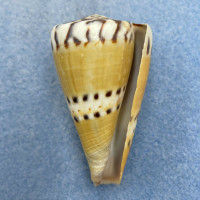 #9 Conus mustelinus 49.9mm F+ (Lip Rough) Philippines