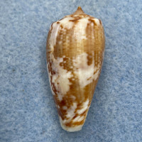 Conus cuvieri 31.8mm F+ Djibouti, 30'+ Near Reef