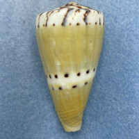 #8 Conus mustelinus 53.9mm F+ (Lip Rough) Philippines