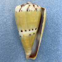 #8 Conus mustelinus 53.9mm F+ (Lip Rough) Philippines